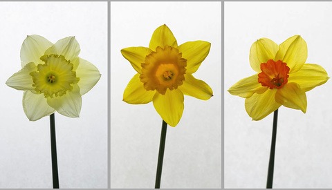 How to Photograph Flowers With Items From Around Your House