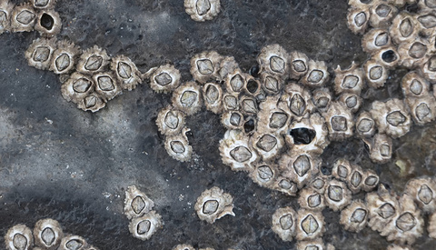 Essential Tips for Capturing Small-Scale Landscapes