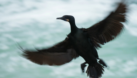 Testing Nikon’s Versatile 28-400mm Lens in the Real World