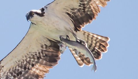 Photographer Captures Food Chain in 'One in a Trillion Shot'