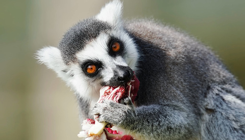 Sigma’s New 300-600mm Lens Could Replace Your Prime